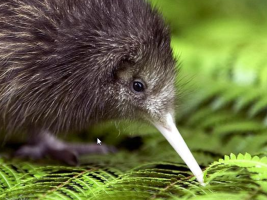 New Zealand’s Capital Kiwi Project
