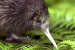 New Zealand’s Capital Kiwi Project