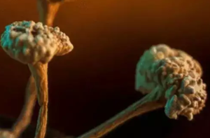 Oldest Disease-Causing Fungus