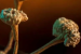 Oldest Disease-Causing Fungus