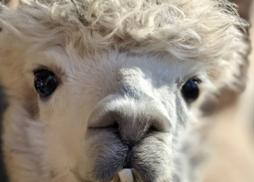 Llama Poop Boosts Soil Fertility