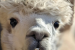 Llama Poop Boosts Soil Fertility