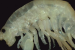 Demaorchestia: New Marine Amphipod Species