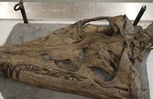 Discovery of Giant Pliosaur Skull