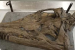 Discovery of Giant Pliosaur Skull