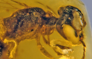 Male Mosquitoes with Piercing Mouthparts Found in 125-Million-Year-Old Amber