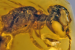 Male Mosquitoes with Piercing Mouthparts Found in 125-Million-Year-Old Amber