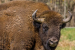 Threat to Wisent Conservation Amidst Ukraine War