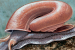 Newly Discovered 70-Million-Year-Old Snail Survived Mass Extinction