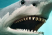 First In Situ Discovery of Megalodon Tooth in Deep Sea