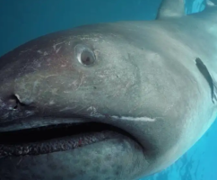 Pregnant Megamouth Shark Discovered