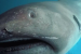 Pregnant Megamouth Shark Discovered