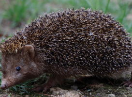 Mesechinus orientalis – the New Hedgehog Species from China