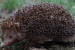 Mesechinus orientalis – the New Hedgehog Species from China