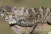 Wang’s Garden Lizard Discovered in China