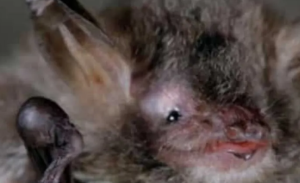 Endangered Bat Species Discovered in Corsica