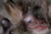 Endangered Bat Species Discovered in Corsica