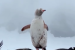Rare All-White Gentoo Penguin Spotted in Antarctica
