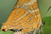 Conjoined Silverline: New Butterfly Species With Silver-Lined Wings