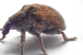 Fungi Bio-Pesticide Offers Natural Solution Against Destructive Eucalyptus Beetle