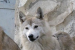 Inaugural IUCN Assessment of the Himalayan Wolf