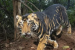 Odisha’s Black Tiger Safari