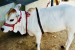 The Punganur Cow – India’s Shortest Humped Cattle Breed