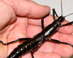 Rare ‘Tree Lobsters’ Beat Back Extinction