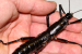 Rare ‘Tree Lobsters’ Beat Back Extinction