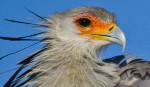 Study Warns 88% of African Raptors Facing Rapid Population Declines