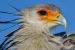 Study Warns 88% of African Raptors Facing Rapid Population Declines