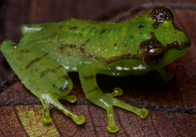 Three New-to-Science Frogs Discovered in Arunachal Pradesh