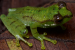 Three New-to-Science Frogs Discovered in Arunachal Pradesh