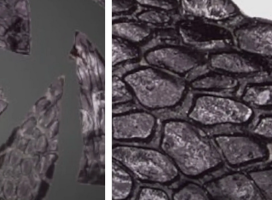 Researchers Discover Oldest Known Skin Fossil