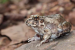 Sphaerotheca varshaabhu: New Burrowing Frog Species Discovered in Karnataka