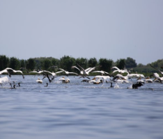 WWF Urges Romania to Protect Mahmudia Wetland