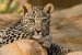 International Arabian Leopard Day – 10th February