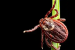 Fatalities Reported in Karnataka’s Kyasanur Forest Disease Outbreak