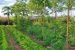 NITI Aayog Launches Agroforestry Portal and Report