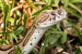 Karnataka Mandates Reporting of Snakebite Deaths