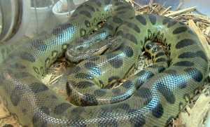 Two New Species of ‘Green Anacondas’