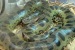 Two New Species of ‘Green Anacondas’