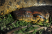 Northern Green Anaconda:  New Snake Species