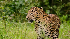 India Releases Report on Leopard Population Status