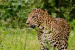 India Releases Report on Leopard Population Status