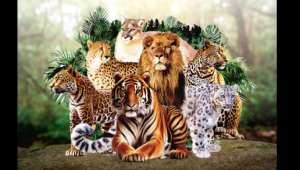 International Big Cat Alliance
