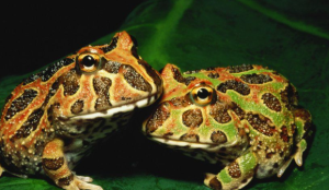 Brazilian flea toad- World’s Tiniest Frog