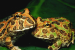 Brazilian flea toad- World’s Tiniest Frog