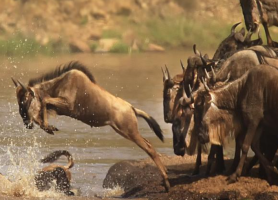 World Wildlife Day