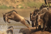 World Wildlife Day